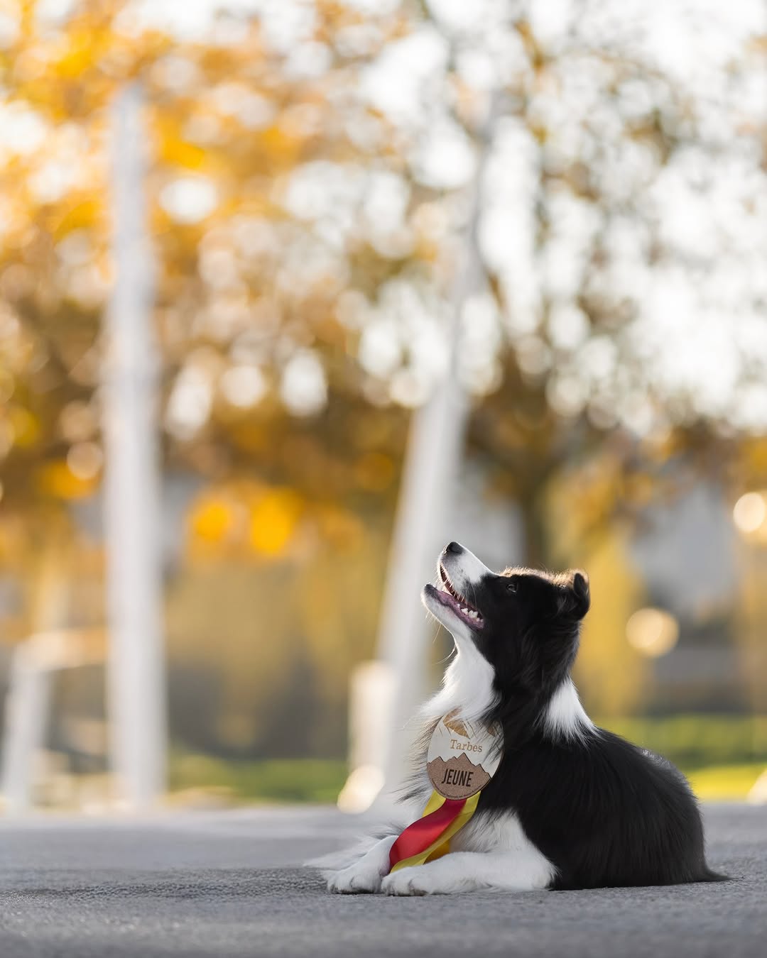 .

🏆  𝑵𝑼𝑬𝑽𝑨 𝑪𝑨𝑴𝑷𝑬𝑶𝑵𝑨 𝑱𝑶𝑽𝑬𝑵 🏆
🇪🇸🇵🇹🇫🇷 𝑰𝑵𝑻𝑬𝑹𝑵𝑨𝑪𝑰𝑶𝑵𝑨𝑳 🇫🇷🇵🇹🇪🇸

(Pendiente de homologa
